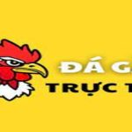 Trực tiếp đá gà không chỉ thấy được những trận đấu đầy tính đối chiến mà còn là cơ hội để thể hiện chiến lược, kỹ năng và sự am hiểu sâu sắc về các chiến kê.