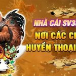 Sv388 - Sảnh Đá Gà Hấp Dẫn Với Các Trận Tranh Tài Kịch Tính